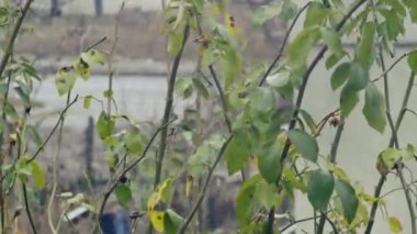 timelapse of traffic on the street of an Eastern European town, view between branches.