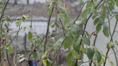 timelapse of traffic on the street of a small Eastern European town, view between the branches.