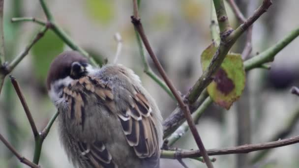 Common Sparrow Funny Twists Its Head Back Cleans Its Feathers — Wideo stockowe