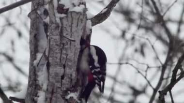 the average European woodpecker is looking for food in the hollow of a tree in the winter forest, next to the titmouse on a branch.