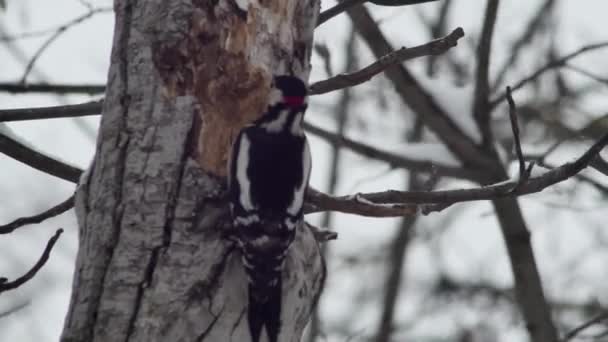 Середньоєвропейський Лісоруб Шукає Їжу Порожнині Дерева Зимовому Лісі — стокове відео