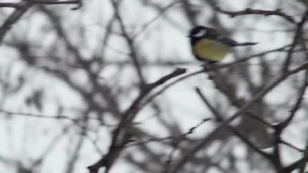 Average European Woodpecker Looks Food Hollow Tree Snowfall Next Titmouse — Wideo stockowe