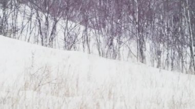 landscape of heavy snowfall and small snow-covered trees in the winter forest.