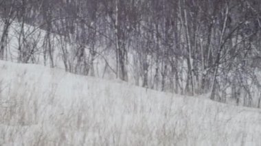 landscape of snowfall and glade with trees in winter forest.