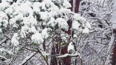 landscape with a spruce branch full of snow in the forest, close-up.