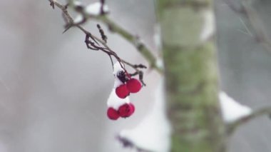 rosehip branch with unharvested fruits on a blurred background in a winter forest.