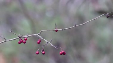 rosehip branch with unharvested fruits in the forest on a blurred background.