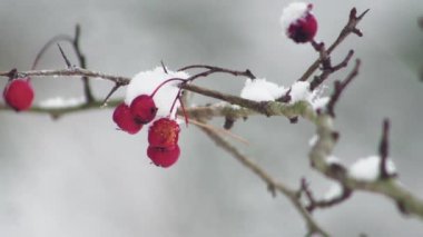 rosehip branch with unharvested fruits on a blurred background during a snowfall.