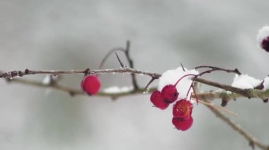  rosehip branch with unharvested fruits on a blurred background during a snowfall, close-up.