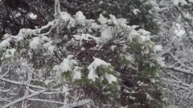 landscape with a spruce branch in the snow in the forest.