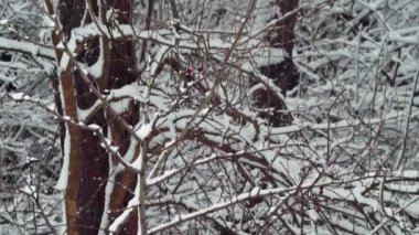 spruce tree with green branches in winter forest.