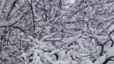 tree branches in the snow in the winter forest, during a snowfall.