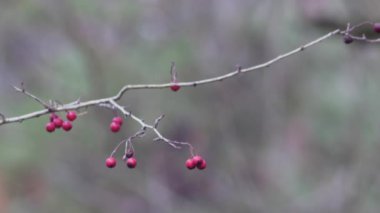 rosehip branch with unharvested fruits on a blurred background.