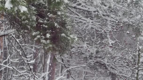 Landscape Spruce Branch Snow Forest Snowfall — стоковое видео