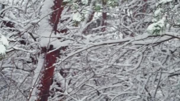 Spruce Branch Forest Snowfall — стоковое видео