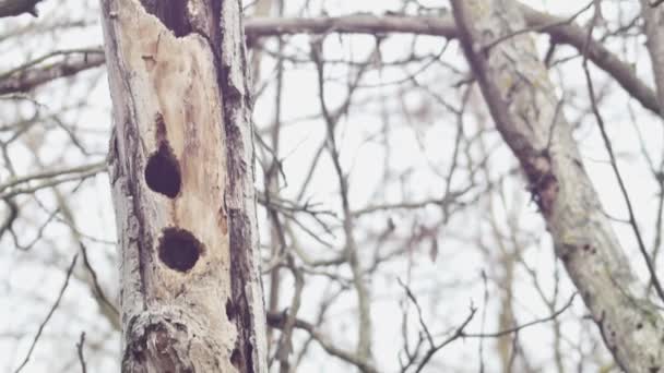Tree Trunk Top Bottom All Hollows Made Woodpecker — Vídeo de stock