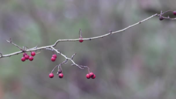 Rosehip Branch Unharvested Fruits Blurred Background — Stock Video