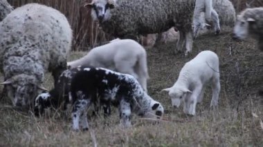colorful little lambs graze next to adult sheep