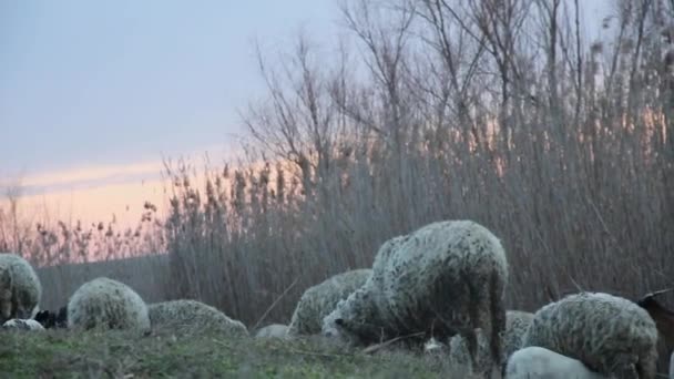 Herd Dirty Sheep Goats Graze Lake Reeds Sunset — Wideo stockowe