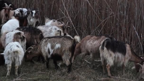 Herd Colorful Goats Graze Lake Reeds — Vídeos de Stock