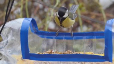 a tit picks up a chichen walnut from a homemade bird feeder from a plastic bottle, close-up, front view.