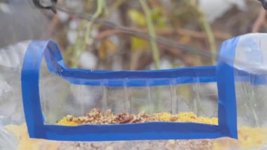  a tit pecks from a homemade bird feeder from a plastic bottle, close-up, rear view
