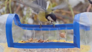 a tit pecks from a homemade bird feeder from a plastic bottle, close-up.