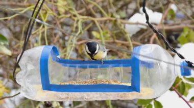 a funny tit sits on a homemade bird feeder from a plastic bottle and picks up food.