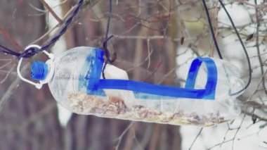  homemade bird feeder from a plastic bottle hanging on a branch in the forest, close-up