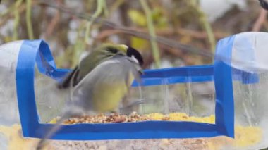 three tits pick up a walnut with their beak from a homemade bird feeder from a plastic bottle, close-up