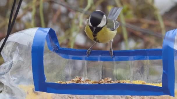 Tit Picks Chichen Walnut Homemade Bird Feeder Plastic Bottle Close — Vídeos de Stock