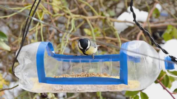 Funny Tit Sits Homemade Bird Feeder Plastic Bottle Picks Food — Vídeo de stock