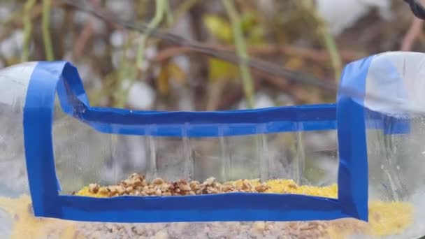 Tit Picks Walnut Its Beak Homemade Bird Feeder Plastic Bottle — Stockvideo