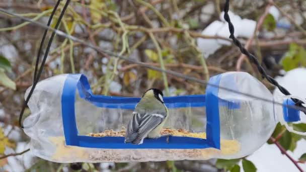 Titmouse Sits Homemade Bird Feeder Plastic Bottle Picks Food — Vídeos de Stock