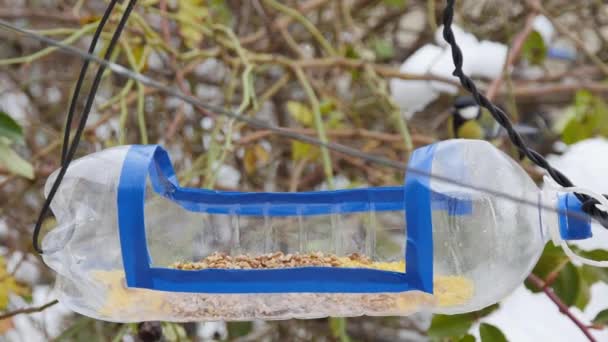 Птах Підбирає Їжу Домашньої Пластикової Пляшки Годівниці Птахів Вид Спереду — стокове відео