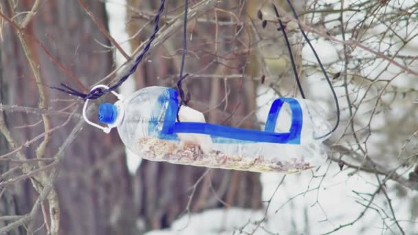 Homemade Bird Feeder Plastic Bottle Hanging Branch Forest Tit Pecks — Stock video