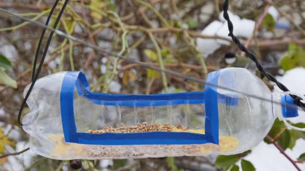 Titmouse Sits Homemade Bird Feeder Plastic Bottle Picks Walnut — Stockvideo