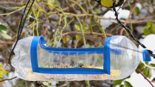 Funny Chickadees Being Fed Walnuts Homemade Plastic Bottle Bird Feeder — Vídeos de Stock