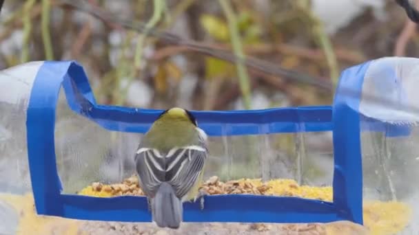 Titmouse Picks Food Homemade Bird Feeder Plastic Bottle Its Beak — Vídeo de stock