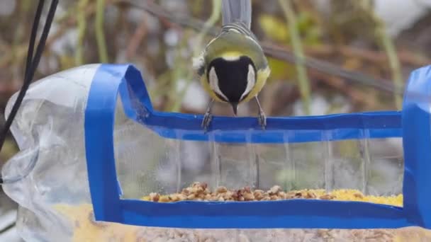 Titmouse Picks Food Homemade Bird Feeder Plastic Bottle Close Front — Video Stock