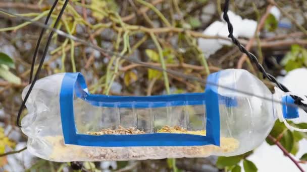 Titmouse Circles Sits Homemade Bird Feeder Plastic Bottle Takes Food — Vídeo de stock