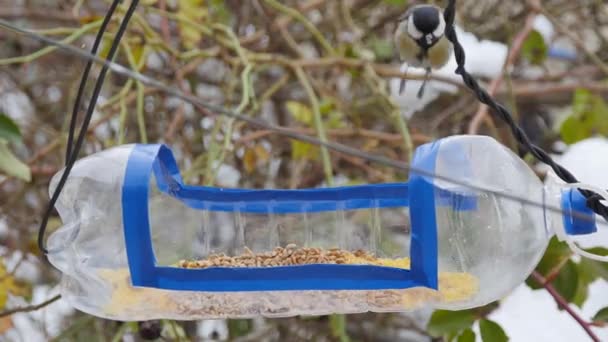 Titmouse Sit Homemade Bird Feeder Plastic Bottle — Vídeos de Stock