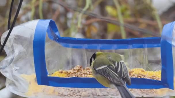 Titmouse Pega Comida Alimentador Aves Caseiro Uma Garrafa Plástico Close — Vídeo de Stock