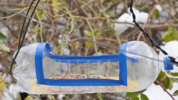 Titmouse Picks Food Homemade Bird Feeder Plastic Bottle Front View — Vídeos de Stock