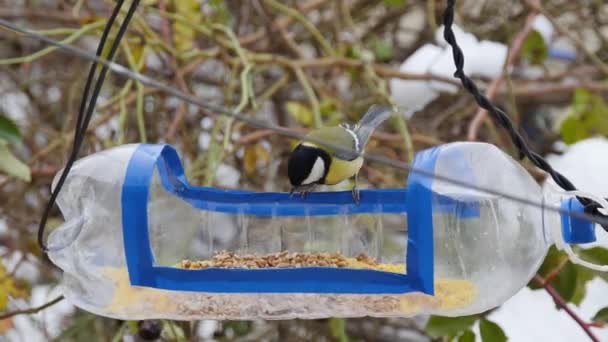 Tits Quickly Fly Peck Homemade Bird Feeder Plastic Bottle — Stock video
