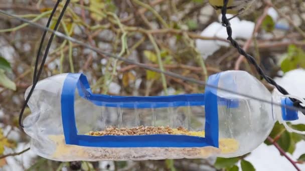 Tits Afraid Eat Homemade Bird Feeder Plastic Bottle — Video Stock