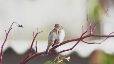 sparrow sits on a branch and looks around