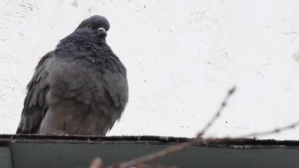 Pigeons Sit Rest Parapet Building Close — Stockvideo