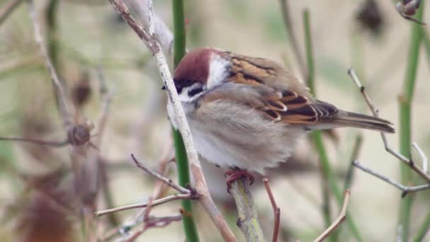 Sparrow Sits Branch Turns Its Head — 비디오