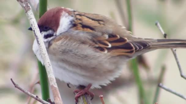 Sparrow Sits Branch Turns Its Head Macro — Wideo stockowe